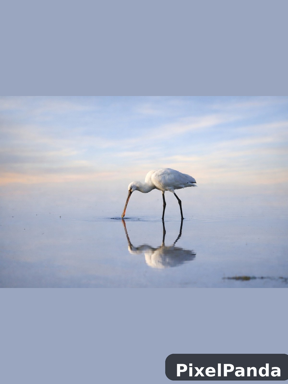 Dawn Reflection — Made with PixelPanda