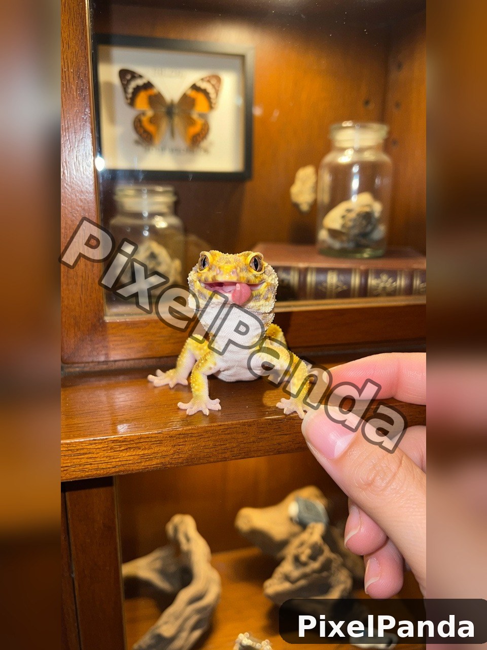 Collector's Cabinet