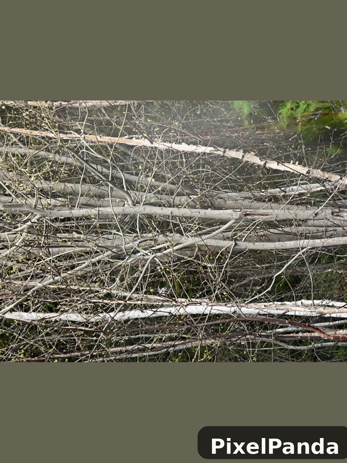 Fallen logs and tangled branches with new growth