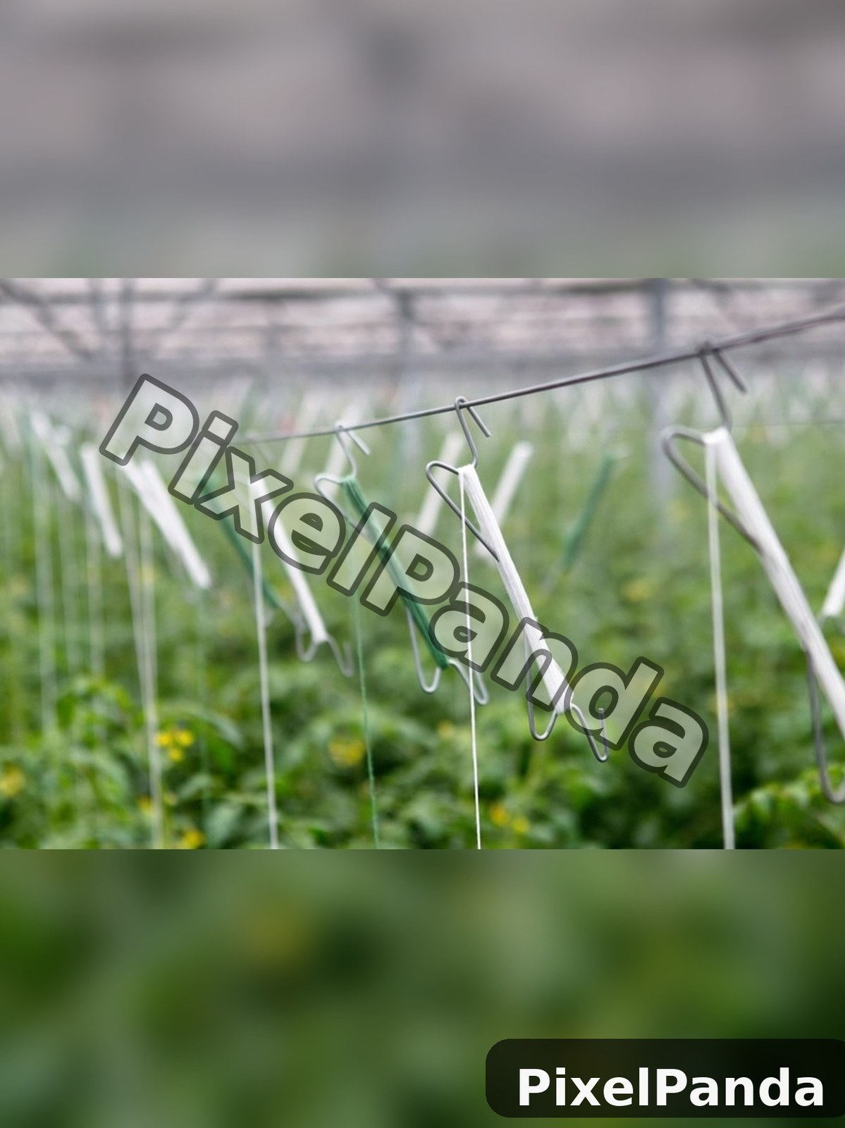 Greenhouse Close-Up