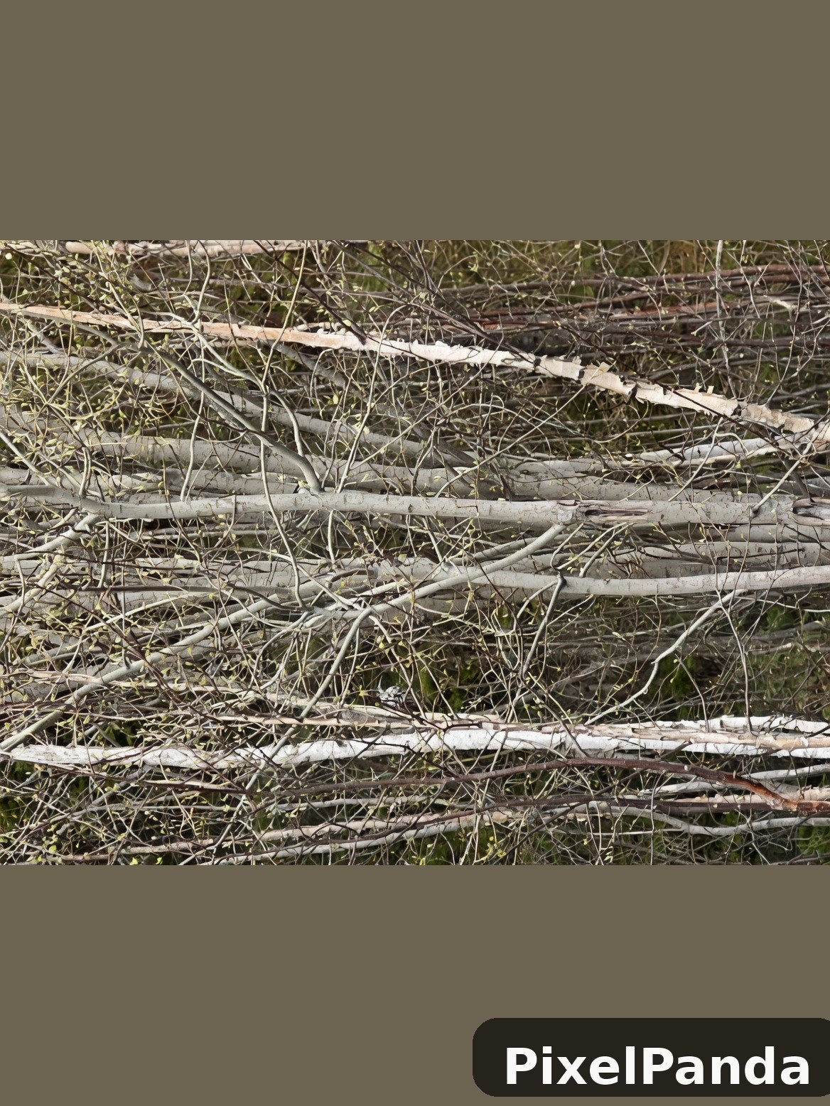 Fallen logs and dried grass in overgrown woodland debris