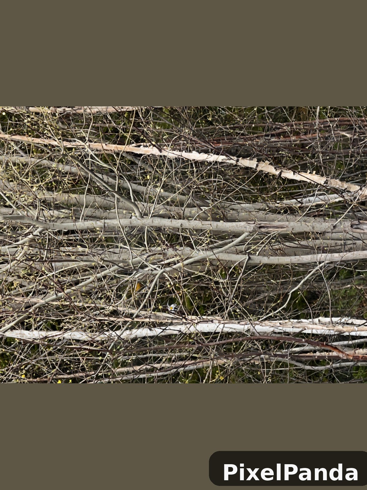 Fallen logs and overgrown grass in natural woodland debris