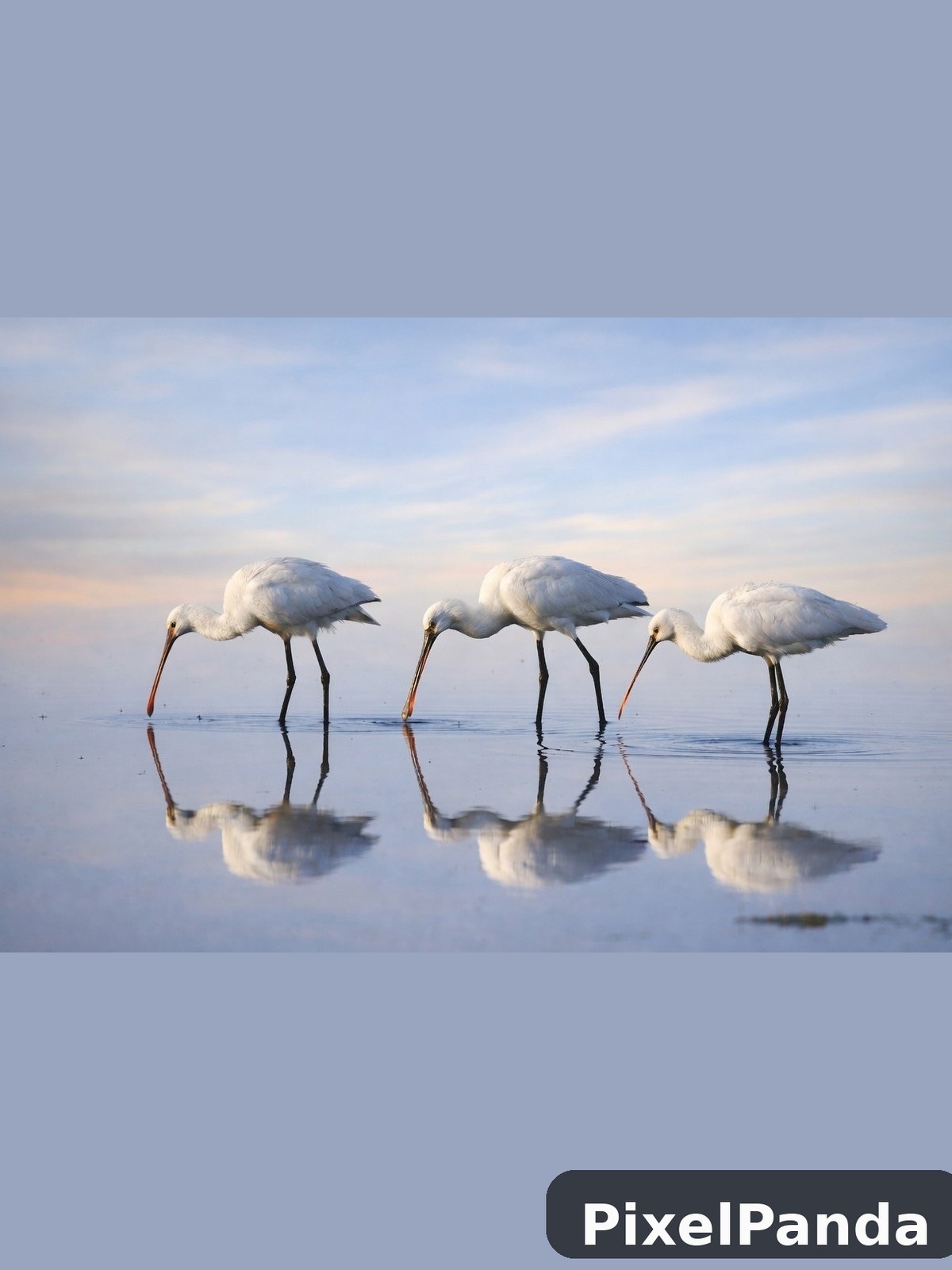 Synchronized Nature — Made with PixelPanda
