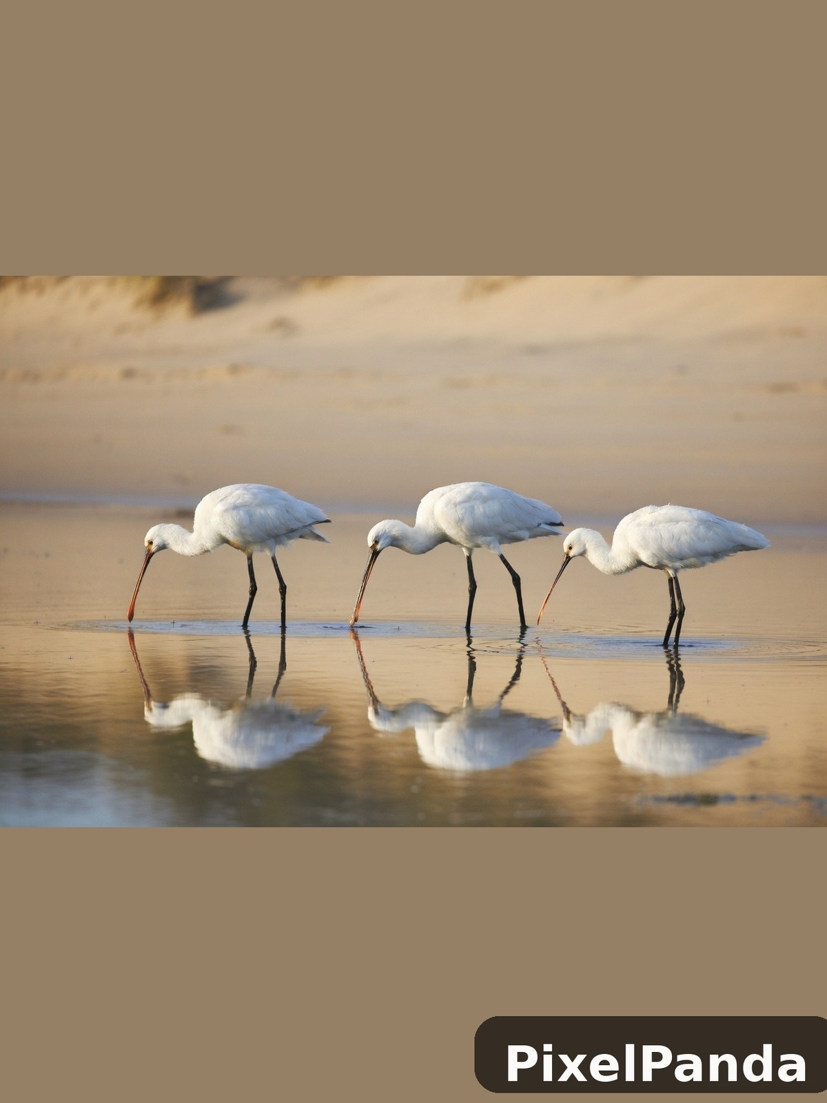 Trio Feeding — Made with PixelPanda